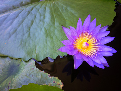 在和平池塘中美丽的莲花紫花朵图片