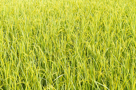 稻田的地貌灌溉植物农民生产种植园谷物种子耳朵叶子粮食图片