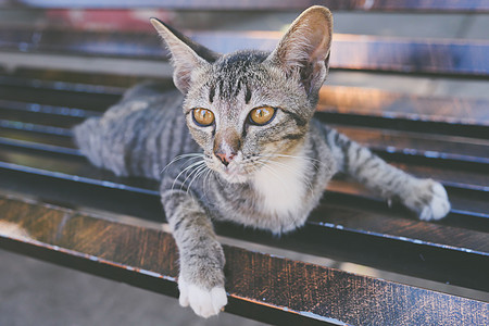 小猫咪躺在椅子上条纹宠物毛皮小猫猫科动物猫咪灰色婴儿虎斑乐趣图片