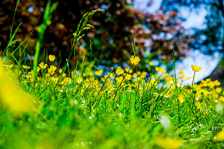 绿色背景模糊的黄黄黄果酱花朵植物花瓣季节场地叶子花园毛茛草地野花荒野图片