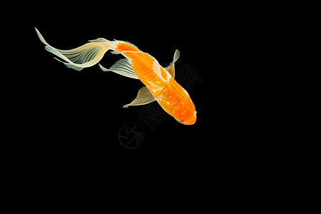 高角射中黑后腹骨的黑色反角箭头水族馆宠物白色尾巴热带鲫鱼动物海洋金鱼金子图片
