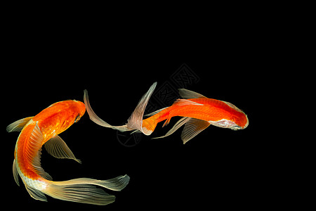 高角射中黑后腹骨的黑色反角箭头宠物白色彗尾海洋橙子动物热带尾巴金鱼水族馆图片