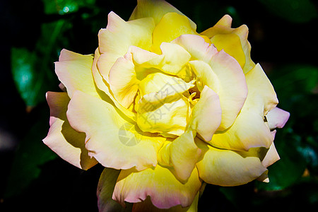 花园里有美丽的黄玫瑰花朵植物叶子黄色植物群玫瑰淡黄色植物学白色绿色花瓣图片