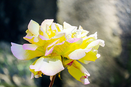 花园里有美丽的黄玫瑰花朵淡黄色黄色花瓣植物群白色叶子玫瑰植物绿色植物学图片