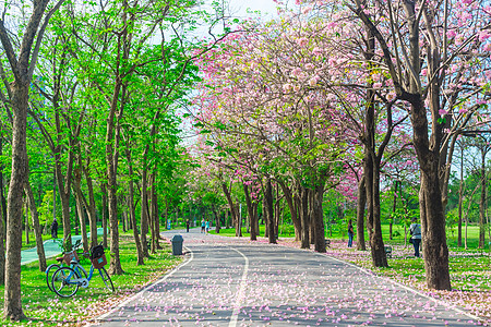 粉红角角树花朵在泰国曼谷公共公园蓬勃开花情绪场地喇叭植物叶子地面植物学环境草地热带图片
