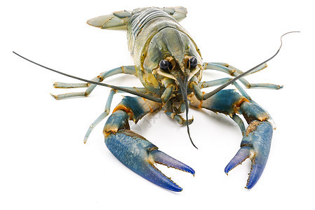 白背景的龙虾或龙虾 或者龙虾美食天线白色绿色海鲜尾巴贝类营养动物野生动物图片