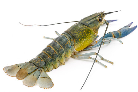 白背景的龙虾或龙虾 或者龙虾海鲜美食小龙虾绿色天线野生动物蓝色营养甲壳食物图片
