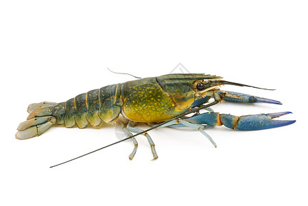 白背景的龙虾或龙虾 或者龙虾动物白色绿色食物甲壳尾巴生活蓝色营养天线图片