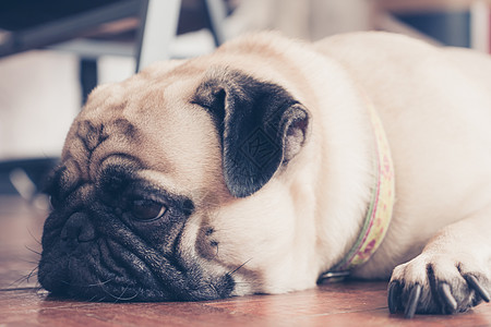 睡在木地板上的可爱小狗狗的近亲面孔小狗动物犬类悲伤棕色宠物睡眠哈巴狗褐色长椅图片