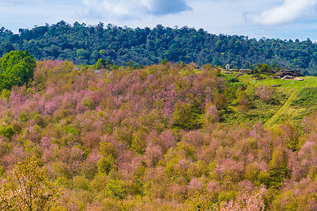 樱花在泰国Phitsanulok省的Phu Lom Lo山上开花植物山脉花园花瓣土地游客天空蓝色季节树木图片