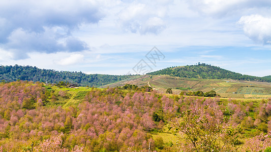 樱花在泰国Phitsanulok省的Phu Lom Lo山上开花旅行土地植物季节蜡质天空山脉树木花瓣花朵图片