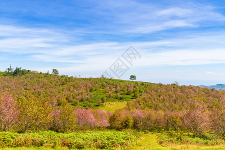 樱花在泰国Phitsanulok省的Phu Lom Lo山上开花旅行木头蜡质季节树木花园蓝色天空土地场景图片