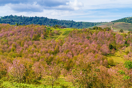 樱花在泰国Phitsanulok省的Phu Lom Lo山上开花树木土地季节蜡质花朵旅行场景花瓣天空花园图片