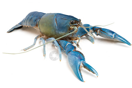 白底蓝龙虾切拉克斯毁灭器动物群营养小龙虾蓝色食物淡水野生动物螃蟹海鲜生活图片