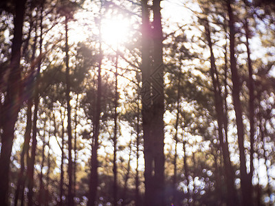 模糊的自然背景 日出时有阳光的森林射线树干荒野松树植物叶子阴影树木公园横梁图片