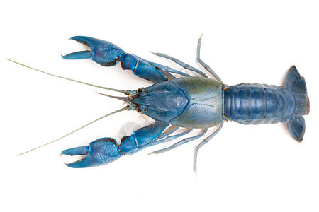 白底蓝龙虾切拉克斯毁灭器生物学龙虾食物小龙虾动物野生动物烹饪淡水生活蓝色图片