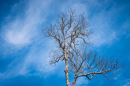 和蓝天上的树枝图片
