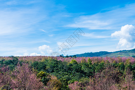 樱花在泰国Phitsanulok省的Phu Lom Lo山上开花花朵旅行场景花瓣蓝色花园土地植物蜡质树木图片