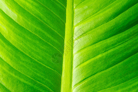 特写自然绿叶树叶纹理森林花园植物学生活植物群静脉环境生长墙纸叶子图片