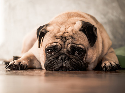 近距离的可爱狗狗 躺在家里木地板上朋友皱纹小狗说谎动物宠物哈巴狗犬类长椅血统图片