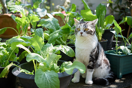 可爱可爱的猫 美丽的黄色双眼 坐在中国出租车上家庭植物小猫休息蔬菜宠物眼睛阳光动物头发图片