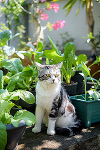 可爱可爱的猫 美丽的黄色双眼 坐在中国出租车上橙子小猫宠物头发动物毛皮花园休息植物蔬菜图片