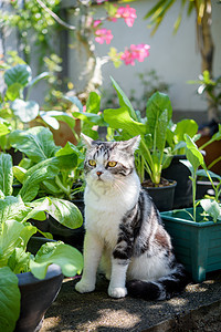 可爱可爱的猫 美丽的黄色双眼 坐在中国出租车上家庭宠物蔬菜头发动物花园眼睛虎斑小猫阳光图片