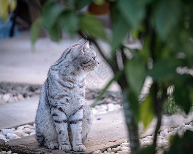 可爱可爱的小猫 白色的白骨头上有美丽的黄眼睛图片