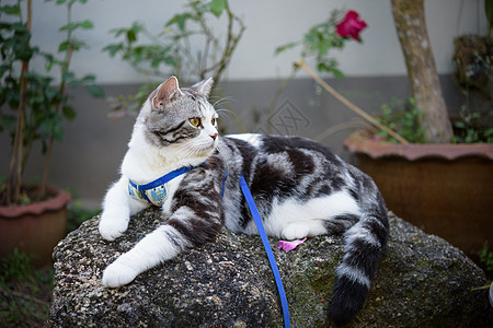 可爱又健康的小猫咪 有美丽的黄眼睛戴领圈鼻子猫咪猫科宠物衣领岩石公园玫瑰动物虎斑图片