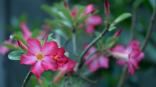 花园中美丽的粉红色碧尼昂纳花朵 绿色自然模糊图片