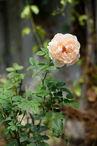 美丽的橙色玫瑰花朵 在外野雨后滴水花瓣叶子环境背景园艺树叶公园植物群季节植物图片