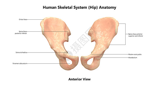 人类骨骼系统Hip骨关节与实验室解剖外侧视图的描述治疗男人伤害肩膀解剖学下肢肩胛骨弯头科学脊柱图片