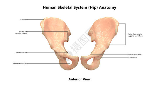 人类骨骼系统Hip骨关节与实验室解剖外侧视图的描述治疗男人伤害肩膀解剖学下肢肩胛骨弯头科学脊柱图片