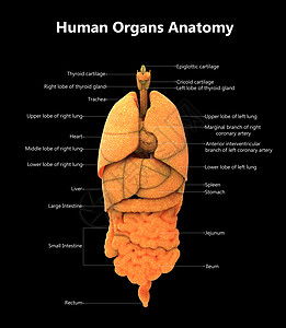 人体完整内部器官 用标签描述的内脏器官图片