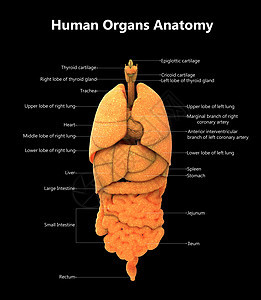 人体完整内部器官 用标签描述的内脏器官图片