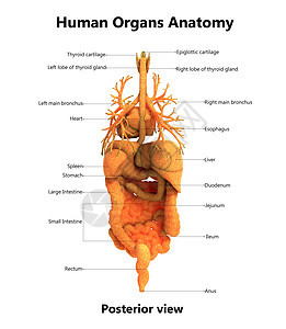 人体完整的内脏器官用标签解剖后视图描述插图尿液男人男性图表空气疼痛生物学解剖学呼吸图片