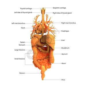 人体完整的内脏器官用标签解剖后视图描述科学尿液骨骼男性肌肉男人生理身体呼吸信息图片