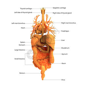 人体完整的内脏器官用标签解剖后视图描述科学尿液骨骼男性肌肉男人生理身体呼吸信息图片