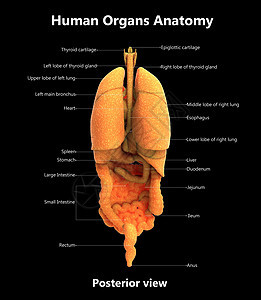 人体完整的内脏器官用标签解剖后视图描述呼吸空气信息尿液解剖学科学图表男人插图生理图片