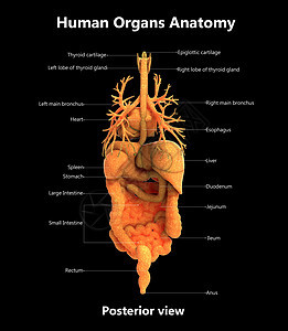 人体完整的内脏器官用标签解剖后视图描述骨骼插图生物学科学肌肉身体尿液男人图表疼痛图片