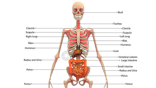 用标签 Anatom 描述的人体内部器官图片