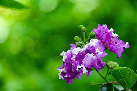 皇后的粪便神仙或印太宁紫花公园紫色花园热带植物学花朵叶子黑纱季节植物群图片