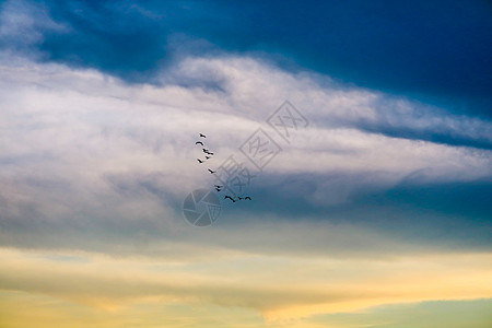 鸟儿乘多彩的天空飞回家白鹭橙子戏剧性蓝色海浪太阳日落金子环境天堂图片