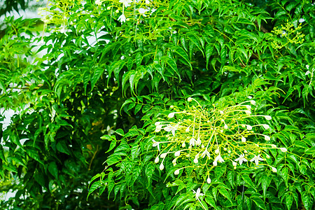 是一棵树白花 鲜香的 流行的花朵阴影植物花园皮肤生长玻璃叶子美丽植物群图片