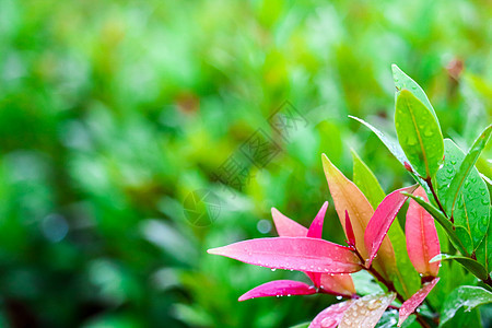 克里斯蒂娜的红叶在几天的雨后诞生图片