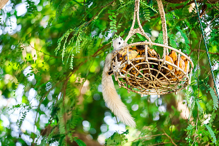 在树上挂在篮子里的松松鼠把果子流到篮子里图片