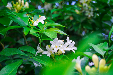 花园里有橙色茉莉或辣椒惊慌的花朵图片