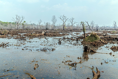 Indochina 发现柬埔寨吴哥丛林沼泽高棉语收获植物森林芦苇沼泽地生态荷花冒险图片