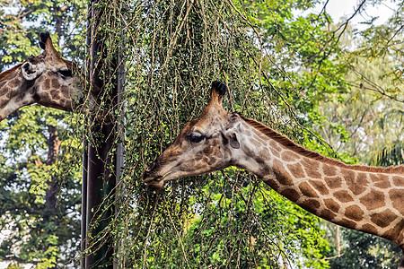 Giraffe 非洲野生野生动物之游图片