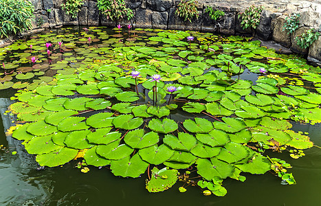 池塘水滴中的莲花花花园粉色花瓣百合植物荷花绿色叶子植物群紫色图片